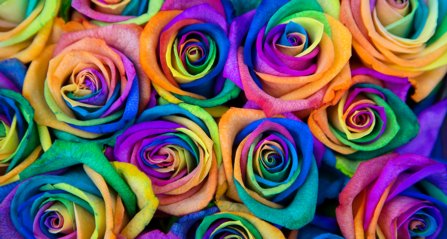 How to make rainbow rose