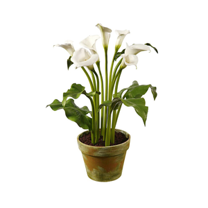 Calla Lilly in rustic plant pot
