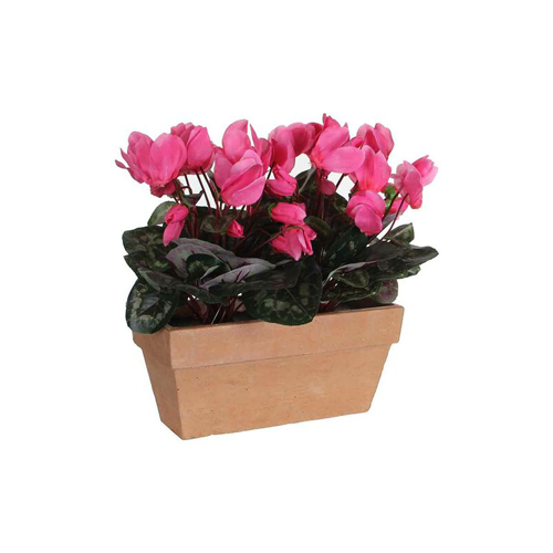 pink Cyclamen plant in pot