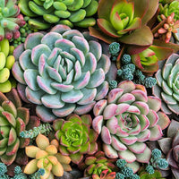 House plants from Inspired Flowers on wooden table in florist shop southport