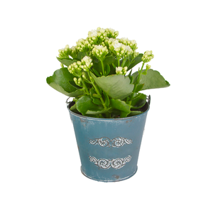 Kalanchoe Plant in blue metal vase