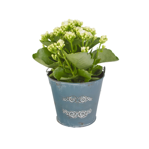 Kalanchoe Plant in blue metal vase