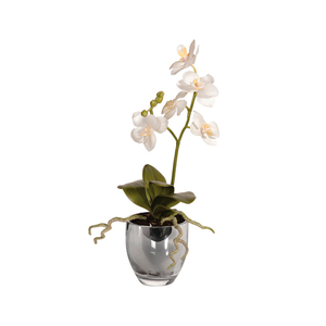 Orchid Plant in cream