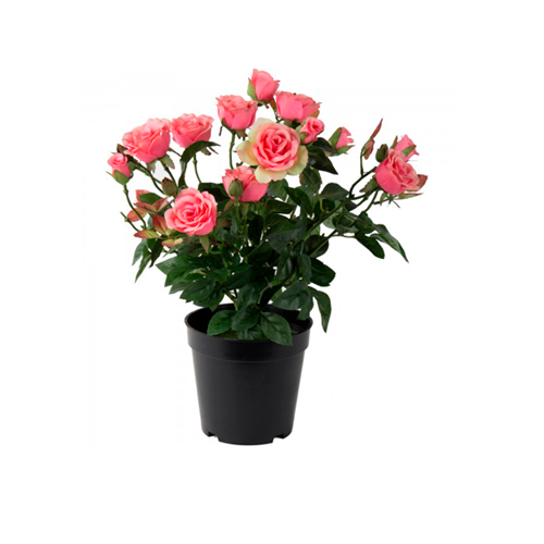 Pink Rose Plant in black plastic pot