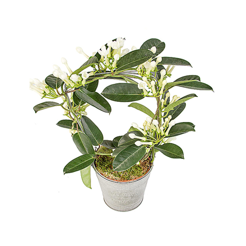Cream Stephanotis Plant in metal vase